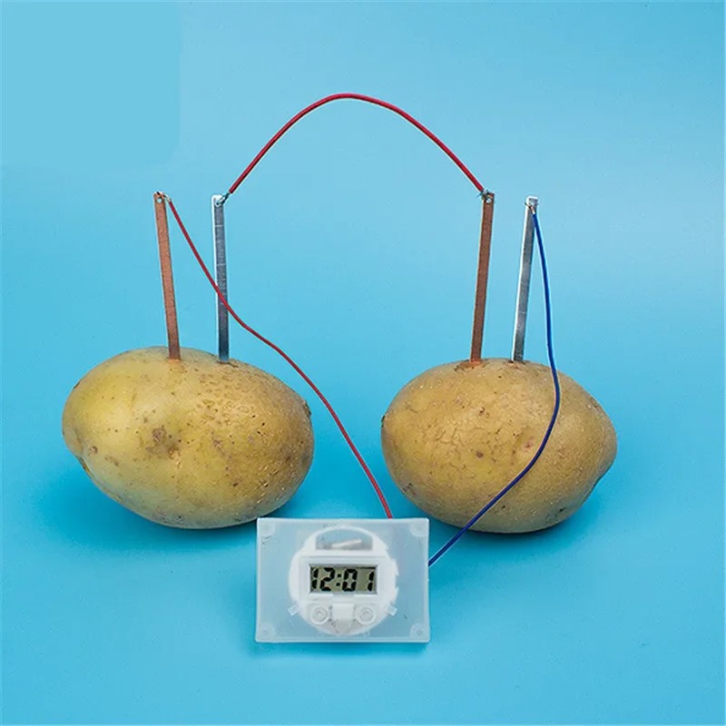 새로운 키즈 몬테소리 장난감 과일 감자 건전지 교육 과 - Science Nature 리뷰 및 가격